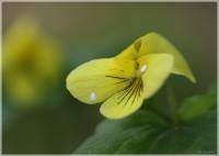 Viola uniflora - Фиалка одноцветковая