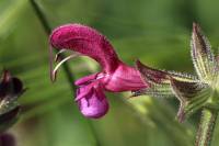 Salvia hierosolymitana - Шалфей иерусалимский