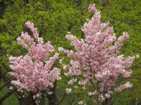 Prunus serrulata - Слива мелкопильчатая, Вишня мелкопильчатая