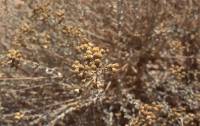 Achillea fragrantissima - Тысячелистник ароматнейший