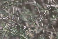 Artemisia sieberi - Полынь Зибера