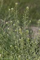 Capsella bursa-pastoris - Пастушья сумка обыкновенная