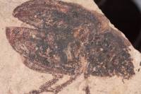 ? Fossil beetles - ? Ископаемые жуки