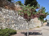 Cercis siliquastrum - Церцис европейский, Иудино дерево, Багрянник европейский