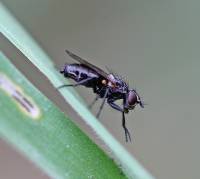 Anthomyiidae - Цветочницы