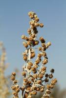Artemisia absinthium - Полынь горькая
