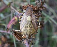 Carpocoris pudicus - Щитник обыкновенный