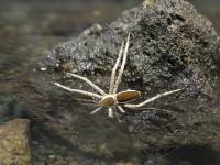 Nilus albocinctus - Белоногий азиатский паук-рыболов