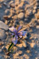 Moraea sisyrinchium - Морея голубоглазковая