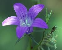 Campanulaceae - Колокольчиковые