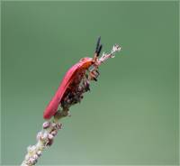 Lycidae - Краснокрылы