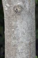 Acer pseudoplatanus - Клён ложноплатановый