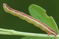 Lythria cruentaria - Пяденица пурпурная (кровавая)