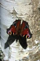 Павлиний глаз(лат. Inachis io) — дневная бабочка из сем. нимфалид