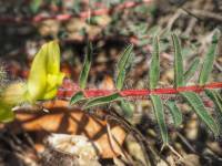 Astragalus utriger - Астрагал пузыристый