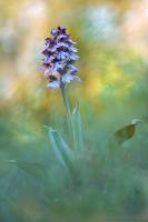Orchis purpurea - Ятрышник пурпурный