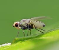 Agromyzidae - Минирующие мушки