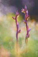 Serapias parviflora - Серапиас мелкоцветковый