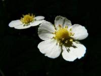Ranunculaceae - Лютиковые