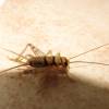  - Indian House Cricket