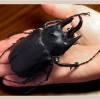  - Actaeon beetle