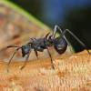  - spiny ants