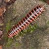  - Red-Sided Flat Millipede