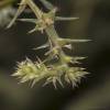  - Prickly Russian Thistle