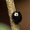  - Scavanger scarab beetles