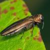  - Beech splendour beetle