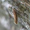  - Variable Ypsolopha Moth