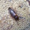  - Polypore fungus beetle