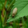  - soft-bodied plant beetles