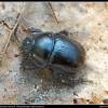  - earth-boring dung beetles
