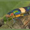 - Jewel Beetle or Metallic Wood-boring Beetle