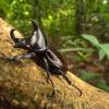  - Siamese rhinoceros beetle, Fighting beetle