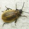  - flea beetles