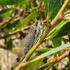 - Double-spotted Cicada