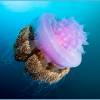  - Jellyfish
