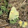  - Lesser Clouded Yellow