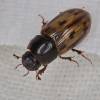  - small dung beetles
