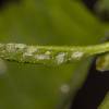  - Green-barred alder aphid