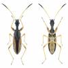  - Long-necked Seed Bug