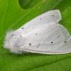  - Muslin moth