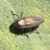  - Metallic Wood-Boring Beetle
