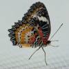  - Leopard Lacewing