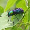  - oval leaf beetles