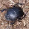  - true dung beetles