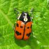  - cylindrical leaf beetles and warty leaf beetles