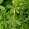  - Small goosegrass, Yellow wall bedstraw and tiny Bedstraw